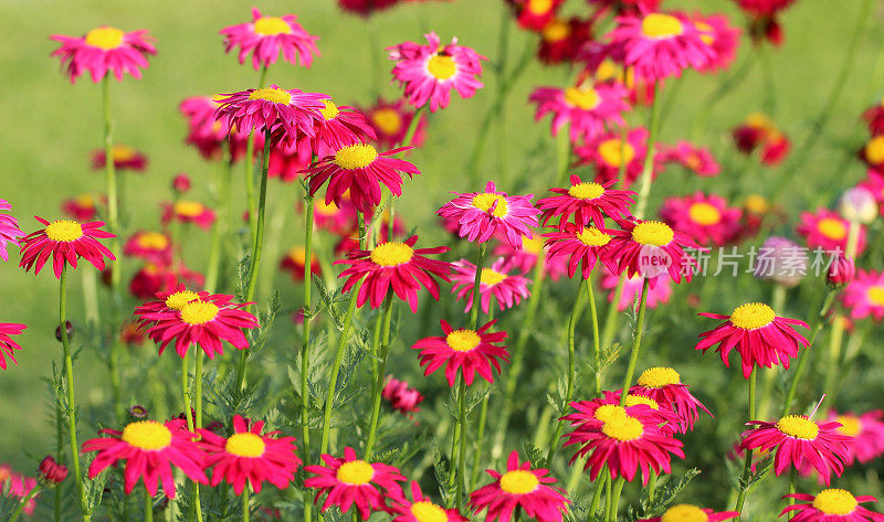 Tanacetum coccineum花